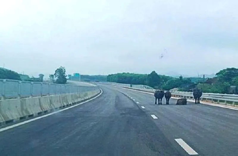 Ha Tinh: dan trau nhon nho tren cao toc Bac - Nam - Hinh anh 1