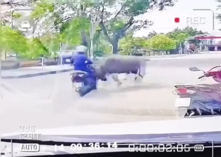 Người phụ nữ bị trâu "điên" húc gãy xương sườn khi đi xe máy - Hình ảnh 1 Nguoi phu nu bi trau "dien" huc gay xuong suon khi di xe may - Hinh anh 1