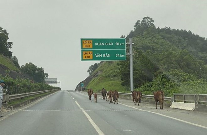 Nguoi dan tha rong dan bo tren cao toc Noi Bai - Lao Cai bi xu phat - Hinh anh 1