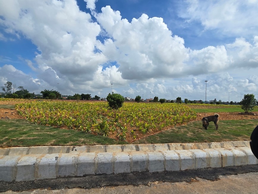 Quang Ninh: du an duong dan cau Ben Rung sap ve dich - Hinh anh 4