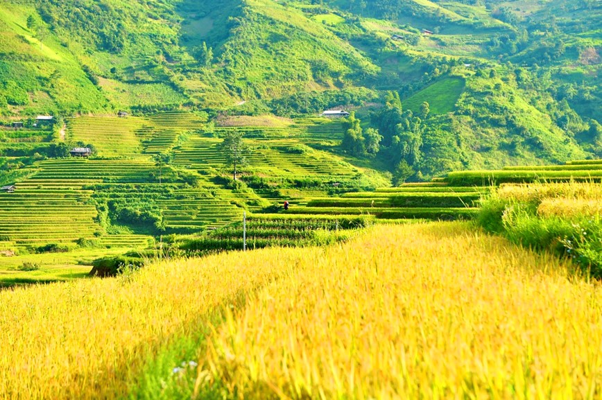 Co hen voi mua lua chin ruc sac Thu vang tren vung cao Tay Bac - Hinh anh 12