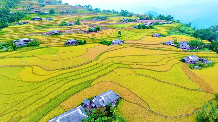 Co hen voi mua lua chin ruc sac Thu vang tren vung cao Tay Bac - Hinh anh 4