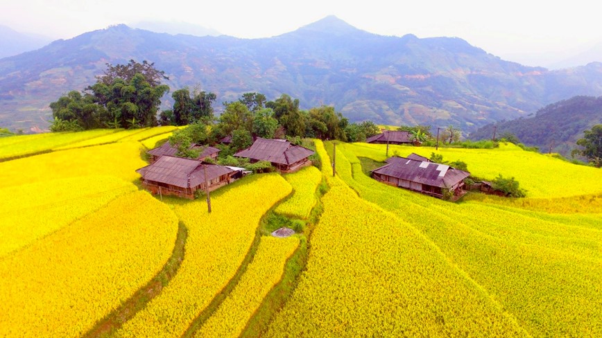 Co hen voi mua lua chin ruc sac Thu vang tren vung cao Tay Bac - Hinh anh 5