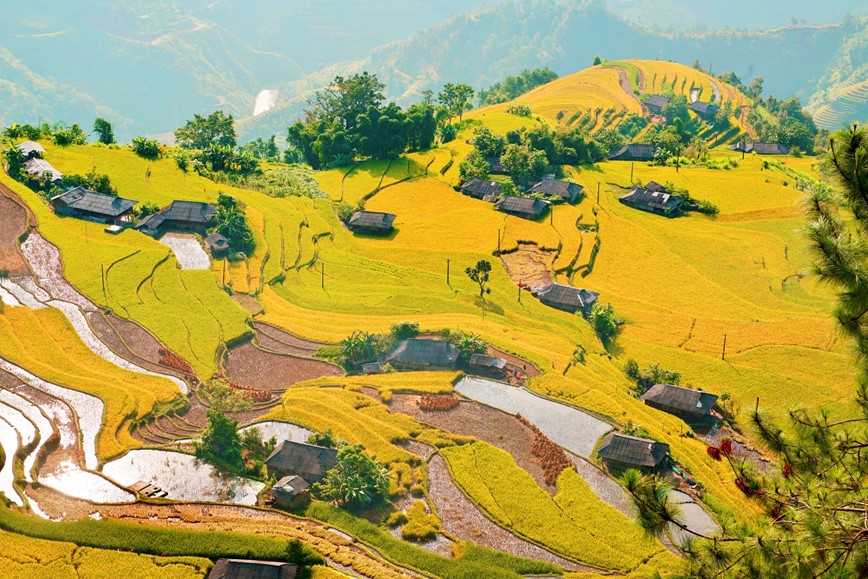 Co hen voi mua lua chin ruc sac Thu vang tren vung cao Tay Bac - Hinh anh 2