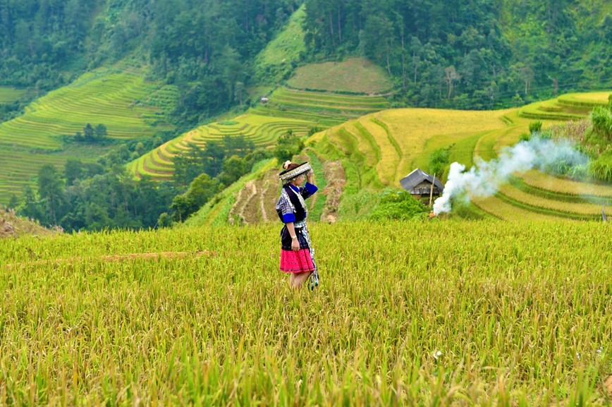 Co hen voi mua lua chin ruc sac Thu vang tren vung cao Tay Bac - Hinh anh 11