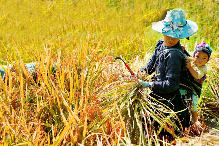 Co hen voi mua lua chin ruc sac Thu vang tren vung cao Tay Bac - Hinh anh 6