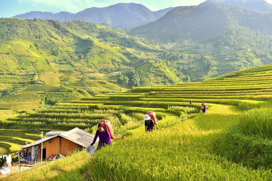 Co hen voi mua lua chin ruc sac Thu vang tren vung cao Tay Bac - Hinh anh 13