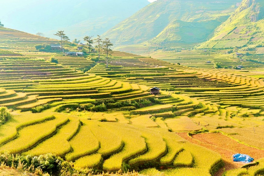 Co hen voi mua lua chin ruc sac Thu vang tren vung cao Tay Bac - Hinh anh 9