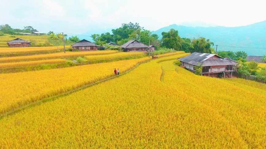 Co hen voi mua lua chin ruc sac Thu vang tren vung cao Tay Bac - Hinh anh 3