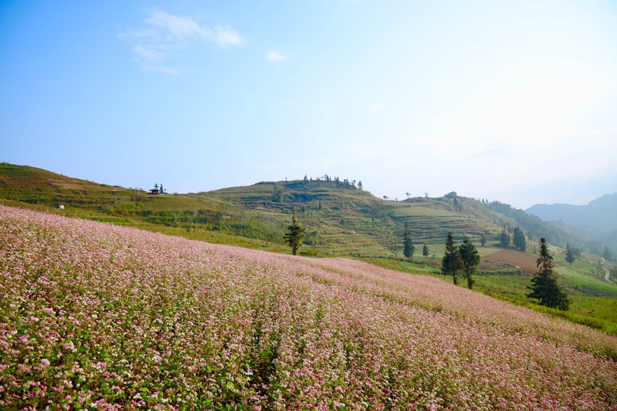 Den Ha Giang ngam hoa tam giac mach bung no khoe sac - Hinh anh 1