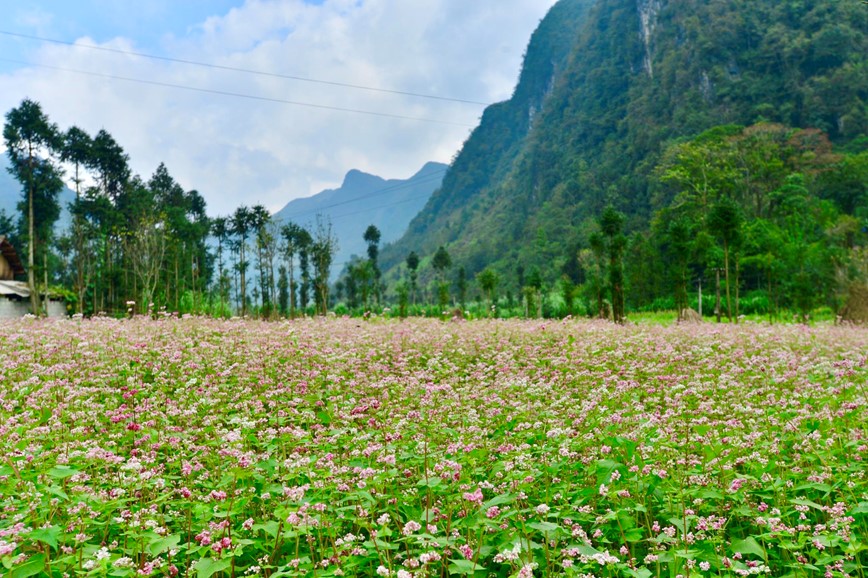 Den Ha Giang ngam hoa tam giac mach bung no khoe sac - Hinh anh 11