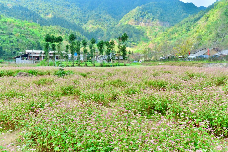 Den Ha Giang ngam hoa tam giac mach bung no khoe sac - Hinh anh 2