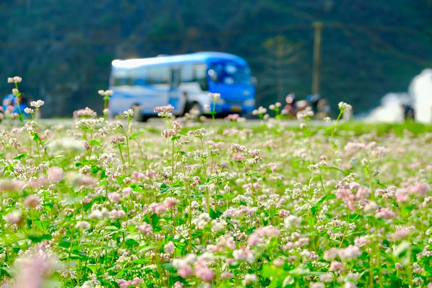 Den Ha Giang ngam hoa tam giac mach bung no khoe sac - Hinh anh 4