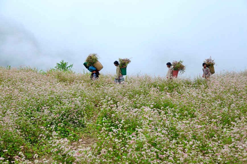 Den Ha Giang ngam hoa tam giac mach bung no khoe sac - Hinh anh 10