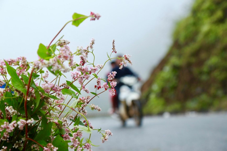 Den Ha Giang ngam hoa tam giac mach bung no khoe sac - Hinh anh 12