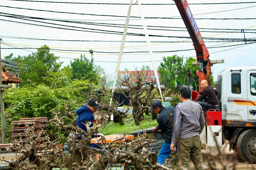 Chiem nguong loai dao “nam phong dieu hoa” cho ngay hoa no dung dip Tet Nguyen dan - Hinh anh 2