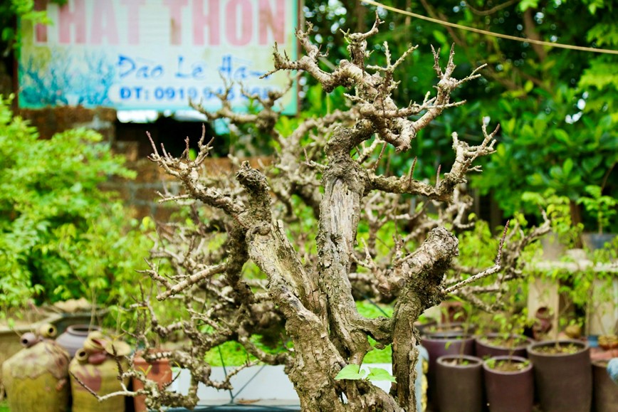 Chiem nguong loai dao “nam phong dieu hoa” cho ngay hoa no dung dip Tet Nguyen dan - Hinh anh 10