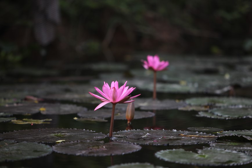 Ngam nhin ve dep mua hoa sung suoi Yen - Hinh anh 15