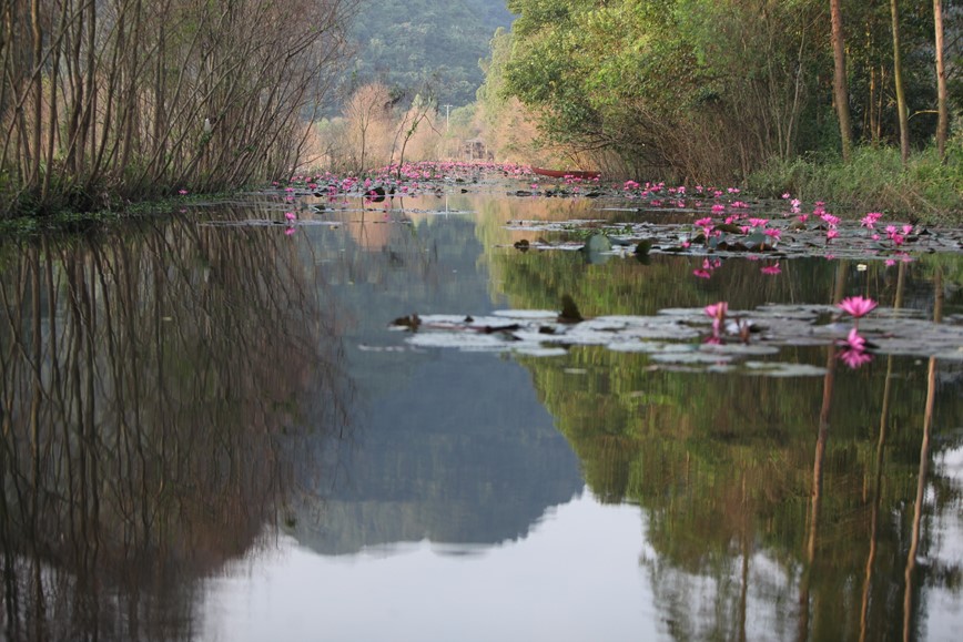 Ngam nhin ve dep mua hoa sung suoi Yen - Hinh anh 2