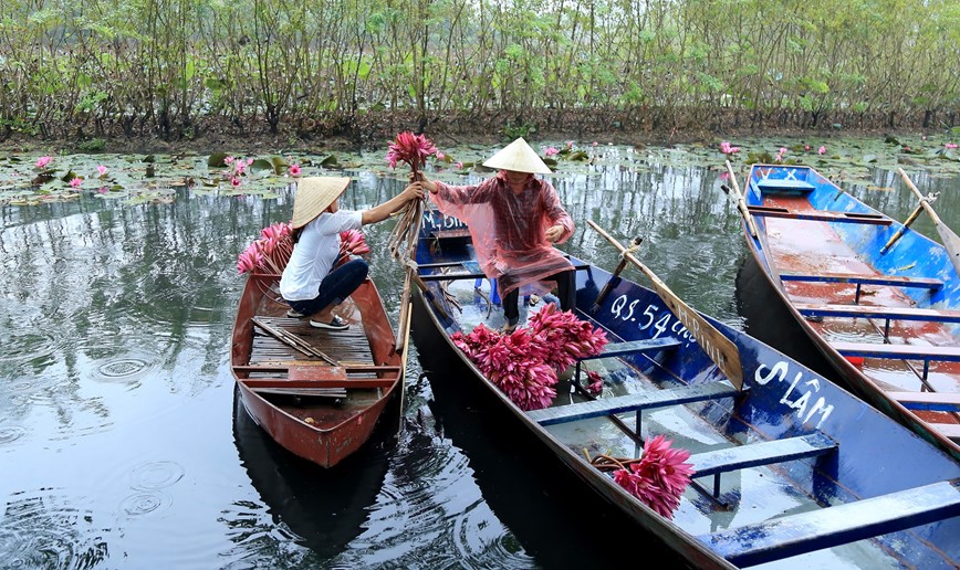 Ngam nhin ve dep mua hoa sung suoi Yen - Hinh anh 10