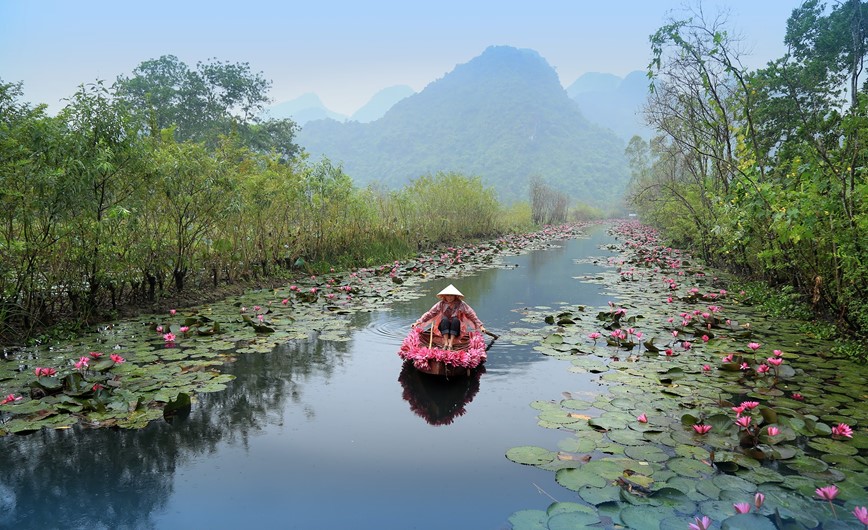 Ngam nhin ve dep mua hoa sung suoi Yen - Hinh anh 1