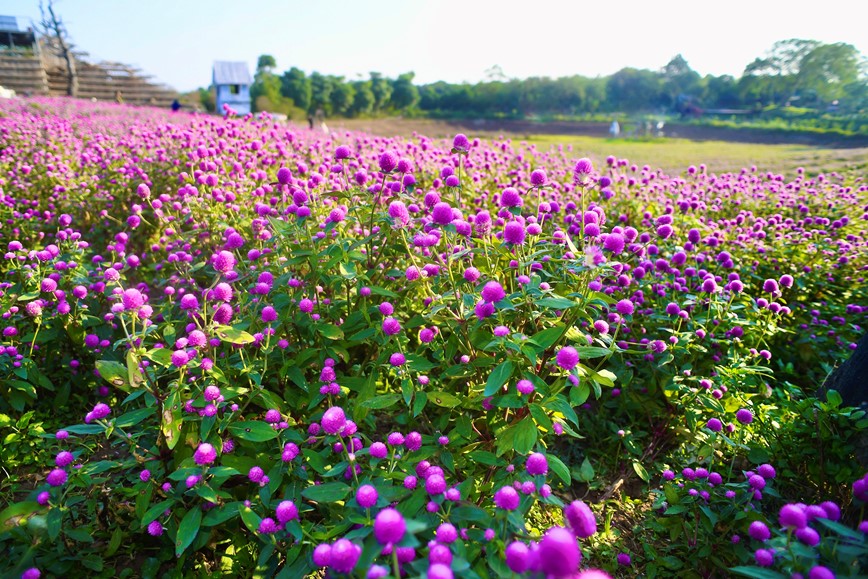 Khung canh troi Au hoa Bach Nhat tim trong long Ha Noi - Hinh anh 2