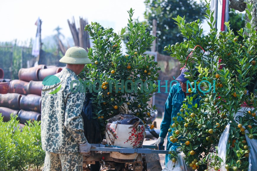 Lam ca nam thu hoach mot mua, nguoi trong quat Tu Lien tat bat cho Tet 2024 - Hinh anh 6