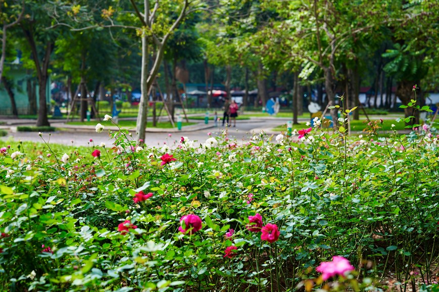 Hang nghin bong hong dua nhau khoe sac tai cong vien Thong Nhat - Hinh anh 1