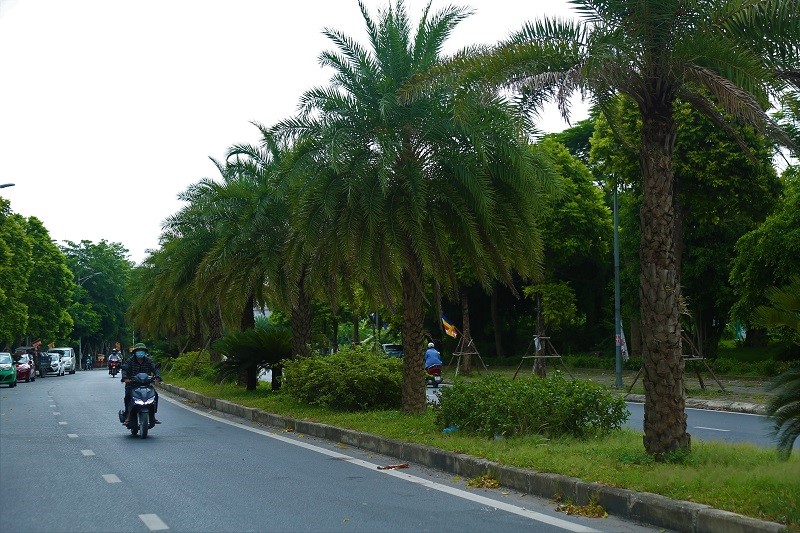 Duong pho Ha Noi “de chiu” nho cay xanh da dang - Hinh anh 13