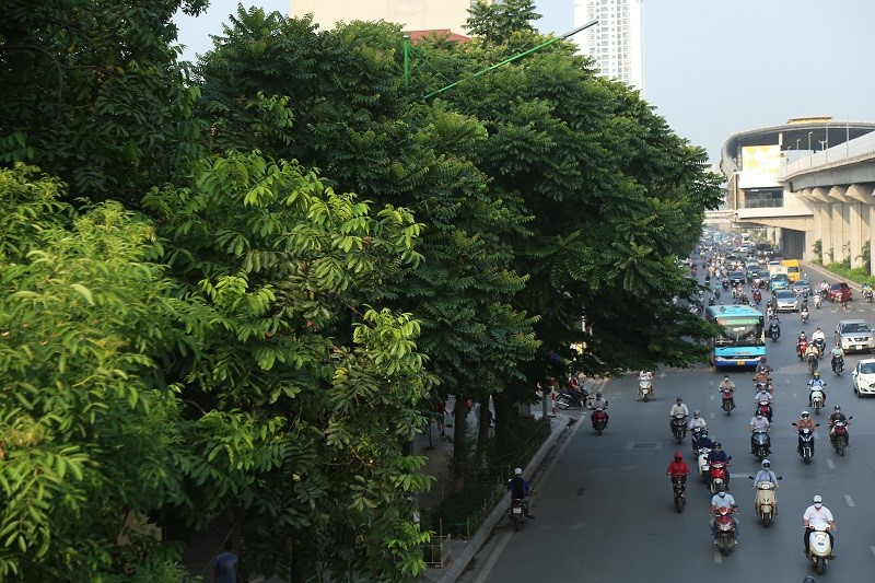 Duong pho Ha Noi “de chiu” nho cay xanh da dang - Hinh anh 3