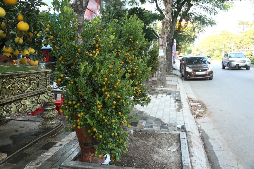 Dao, quat “xuong pho” chuan bi don Tet - Hinh anh 1