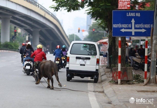 Khi dan trau tran len pho! - Hinh anh 1