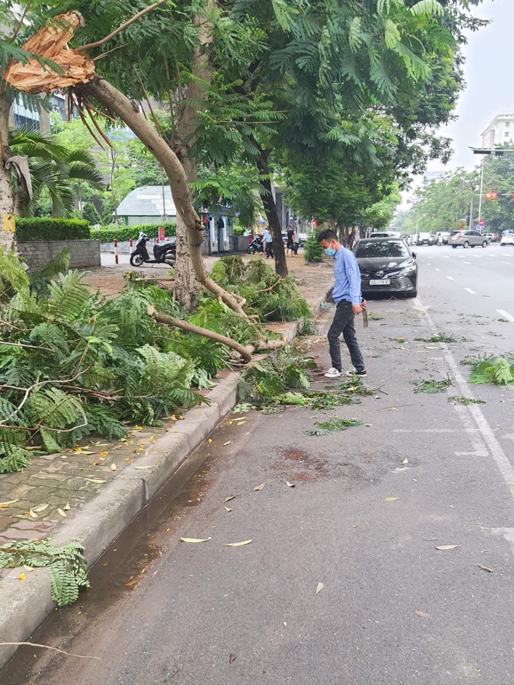 Cay xanh bat goc trong con mua ngay 22/6 - Hinh anh 6